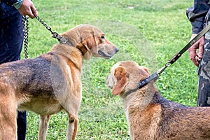 Two hunting dogs of breed a russian hound for a leash during a walk. Exhibition of hunting dogs_