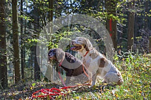 Two hunting dogs - German Wachteldogs/German Spaniels 