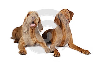 Two hunting dogs lying on white