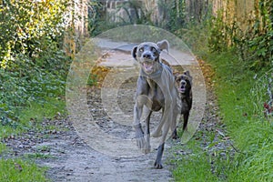 Two hunting dogs running towards the camera