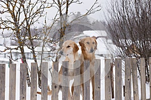 Two hunting dogs standing at the fence