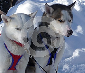 Two huskies waiting for the sledge tour