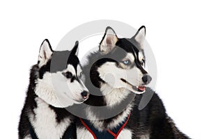 Two husky dogs photo