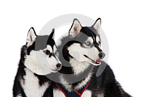Two husky dogs