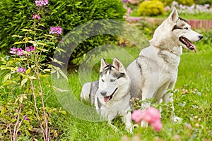 Two husky dogs on green grassy lawn in summer photo