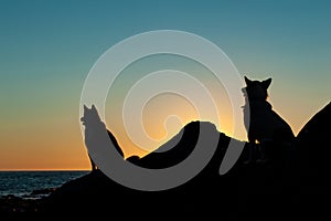 Two husky dogs silhouette sit at sunset