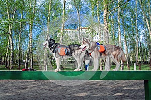 Two husky dogs are standing on a boom during agility training on a dog playground. Side view on background of the green foliage.