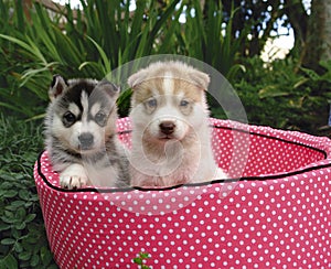 Two husky puppies