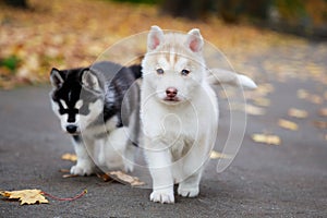 Two husky puppies