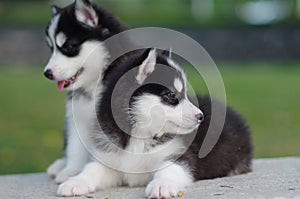 two Husky puppies