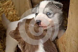 Two Husky puppies