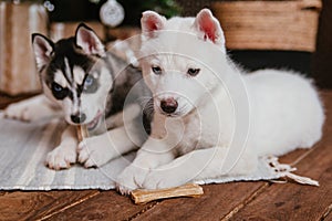 Two husky puppies with an angry look sit under the New Year tree near the gifts and gnaw bones. a Christmas gift