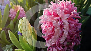 Two hyacinth flowers,pink flowering and green with buds,on blurred background