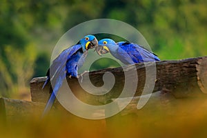 Two Hyacinth Macaw, Anodorhynchus hyacinthinus, blue parrot. Portrait big blue parrot, Pantanal, Brazil, South America. Beautiful