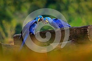 Two Hyacinth Macaw, Anodorhynchus hyacinthinus, blue parrot. Portrait big blue parrot, Pantanal, Brazil, South America. Beautiful photo