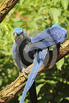 Two hyacinth macaws Anodorhynchus hyacinthinus