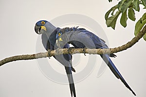 Two Hyacinth Macaws Anodorhynchus hyacinthinus