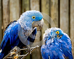 Two Hyacinth Macaws (Anodorhynchus hyacinthinus) at the Cougar Mountain Zoo in Issaquah, Washington