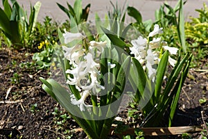 Two hyacinths with white flowers