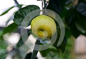 Two Hybrid grapefruit citrus `Oroblanco` on the tree