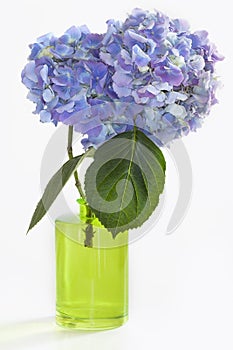 Two Hydrangea Blooms in Green Vase on White
