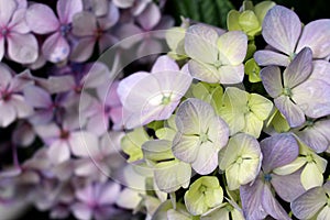 Two Hydrangea macrophylla Hortensia