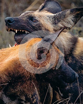 two hyenas fighting one another in the wild with teeth open