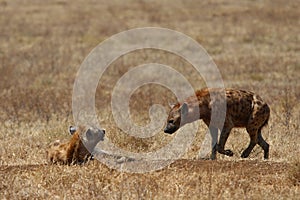 Two hyenas walking in savanna