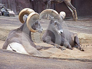 Two ibex