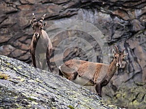 Two ibex