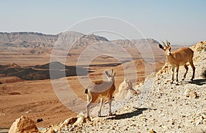 Two ibexes on the cliff at Ramon Crater.