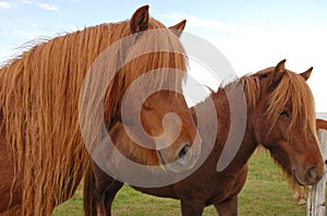 Two Icelandic Horses