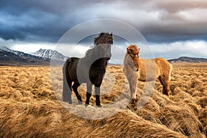 Two icelandic horses on a grass field during the winter in rural Iceland