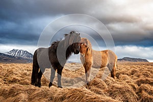 Two icelandic horses on a grass field during the winter in rural Iceland