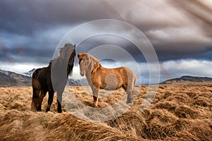 Two icelandic horses on a grass field during the winter in rural Iceland