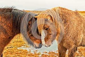 Two Icelandic horses nuzzle
