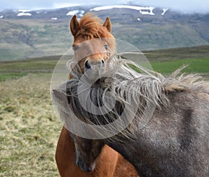 Two Icelandic horses, one looking over the other. Chestnut and dapple gray.