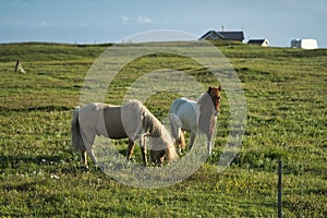 two icelandic horses in a paddok on a sunny day