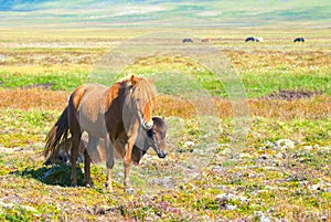 Dos islandés caballos 