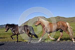 Two Icelandic Horses Running By The Side of A Road