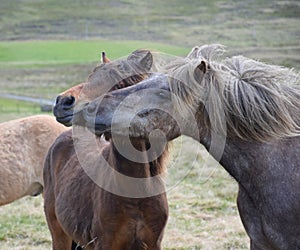 Two Icelandic horses, teasing each other. Bay and dapple gray