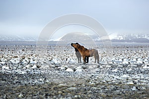 Two Icelandic horses in winter landscape