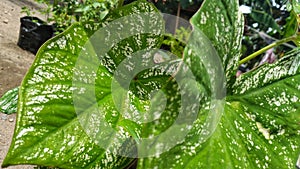 Two identical leaves of white complexion and of the same size