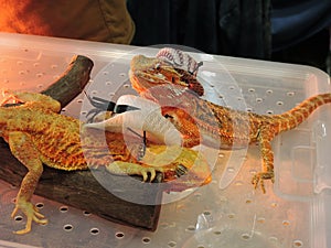 Two iguana.