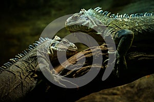 Two Iguana iguana portrait in banch