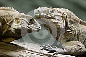 Two iguanas