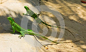 Two iguanas at a beach in the windward islands