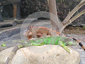 two iguanas fall in love