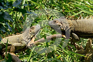 Two iguanas