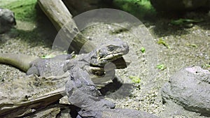 Two iguanas in terrarium, species of lizard within the genus Iguana
